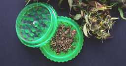 Dlaczego nie kupuje taniego suszu CBD?