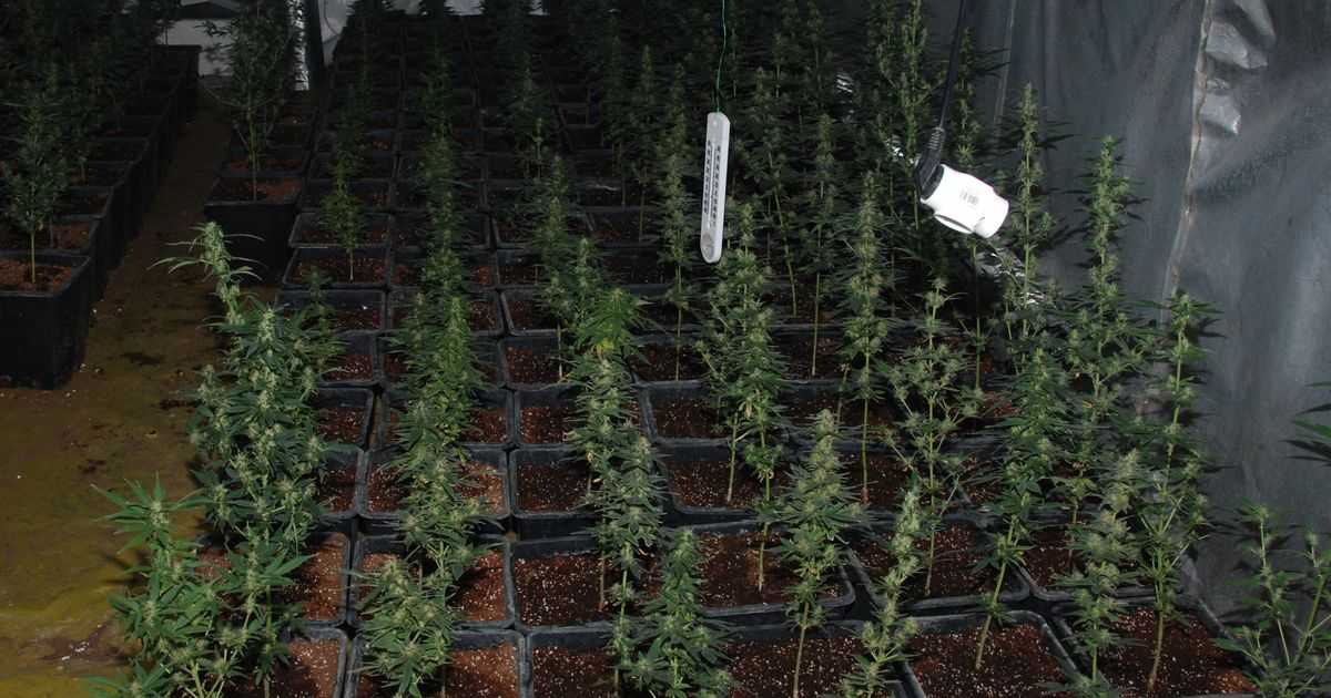 Policja zlikwidowała plantację konopi