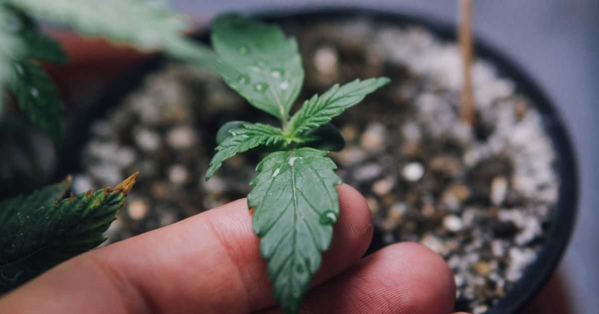 Jak uchronić się przed pleśnią?