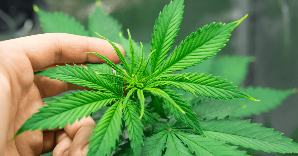 uprawiać marihuanę