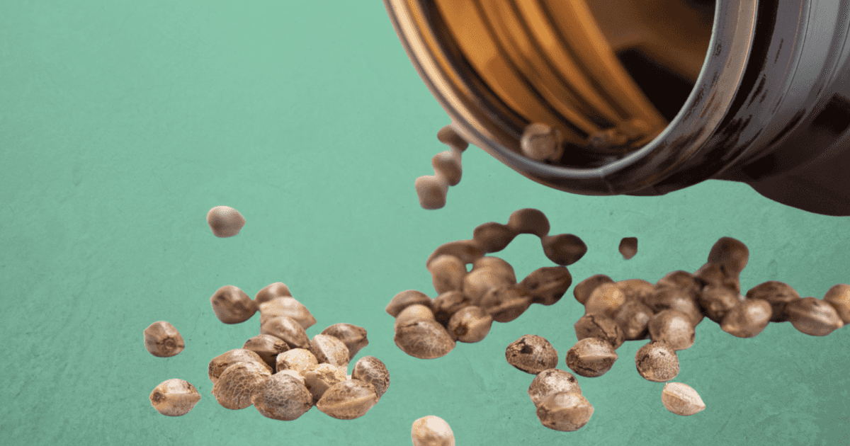 Jak przechowywać nasiona marihuany?