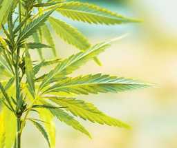 Waporyzacja konopi – czego unikać kiedy dopiero zaczynasz?