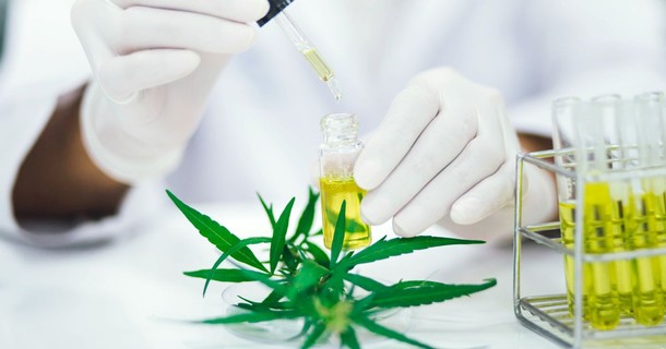 uprawa medycznej marihuany