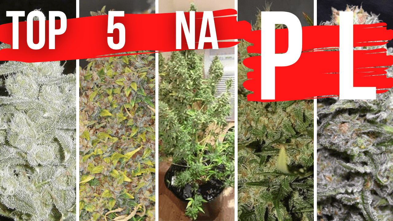 Co sadzić w Polsce? TOP 5 odmian marihuany na Polski klimat.