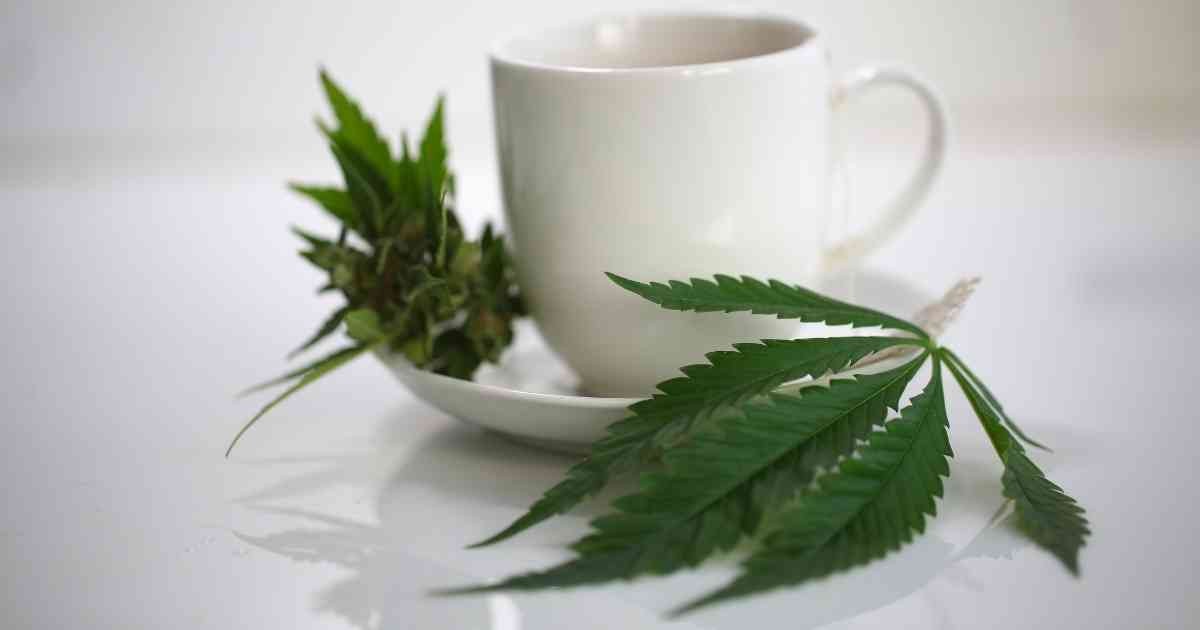 herbatka z medycznej marihuany