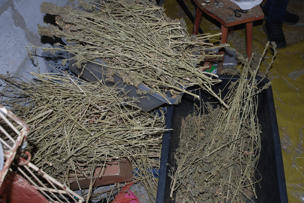 Policja zlikwidowała plantację konopi