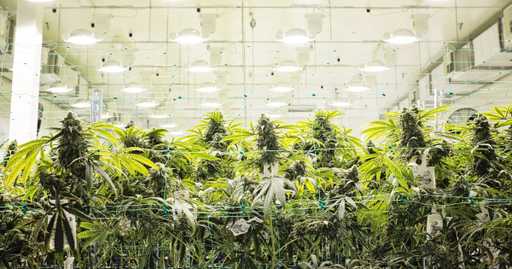 Czym uprawa medycznej marihuany różni się od rekreacyjnej?