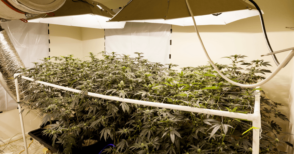 uprawiać marihuanę