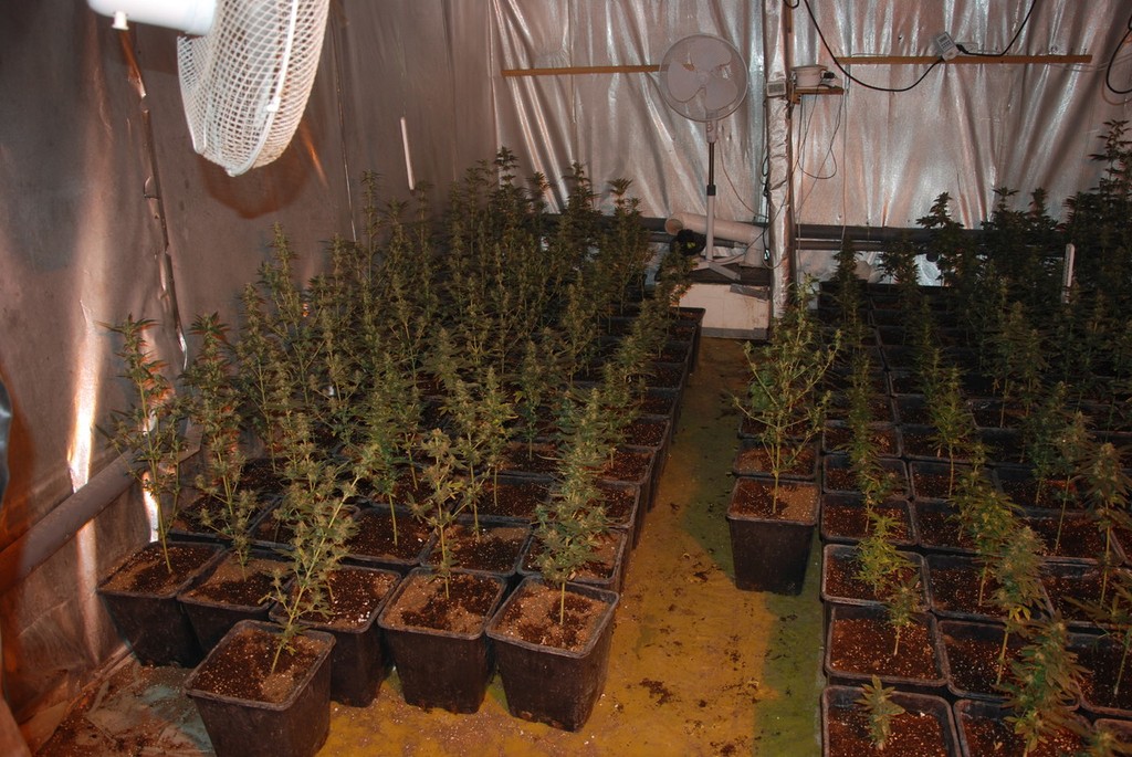 Policja zlikwidowała plantację konopi