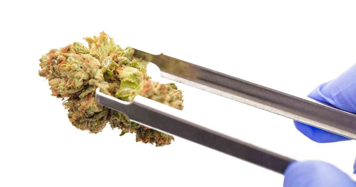 herbatka z medycznej marihuany