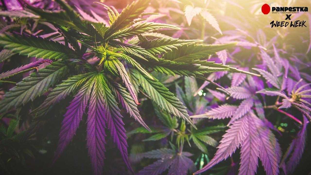 Uprawa marihuany – podstawowe informacje