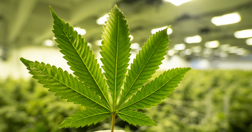 Medyczną marihuanę