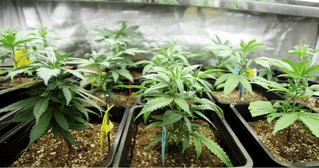 Odmiany 1:1 – czyli trzymamy balans!